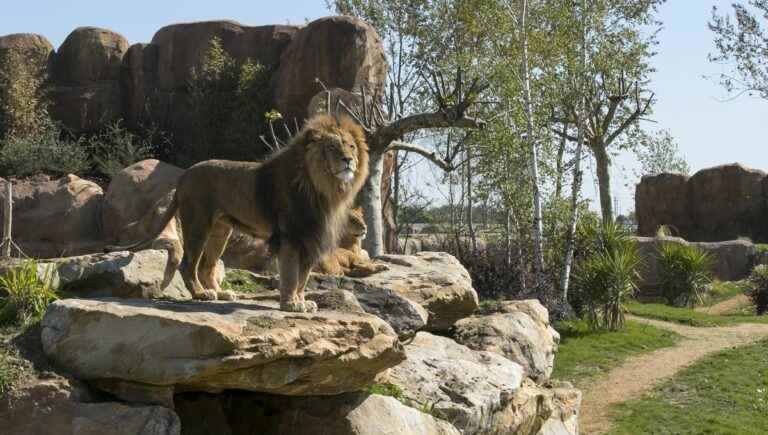 it’s a unique opportunity to see the king of beasts right in front of us