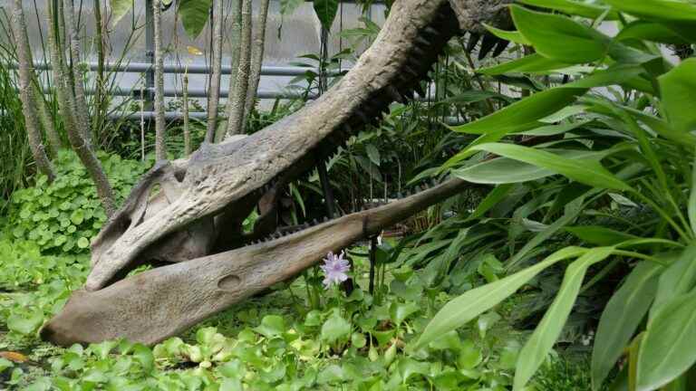 life-size evolution at the Nancy Botanical Garden