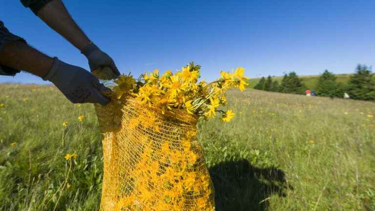 no arnica harvest in eastern France