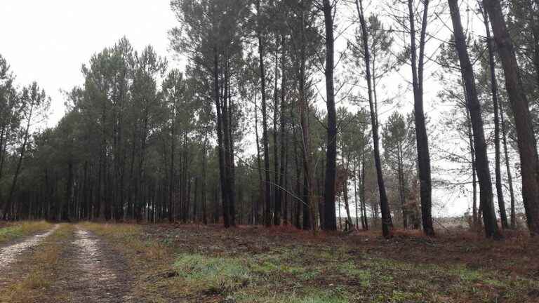 no more traffic in the forest authorized in the Landes north of the Adour