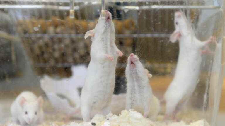 scientists have produced mouse clones using freeze-dried cells