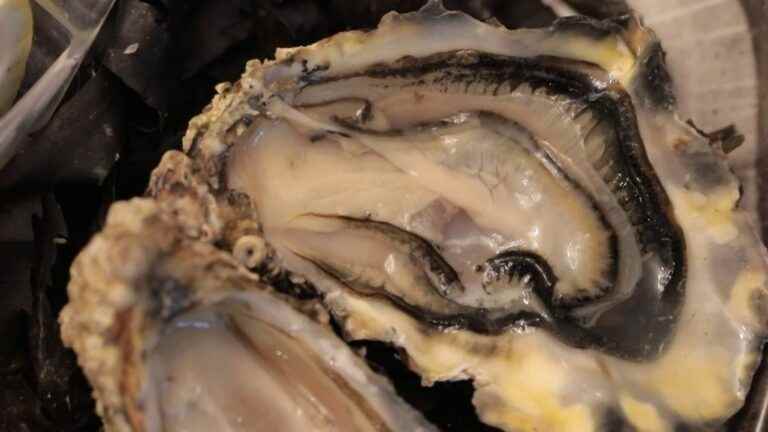 soon an IGP for the Normandy oyster