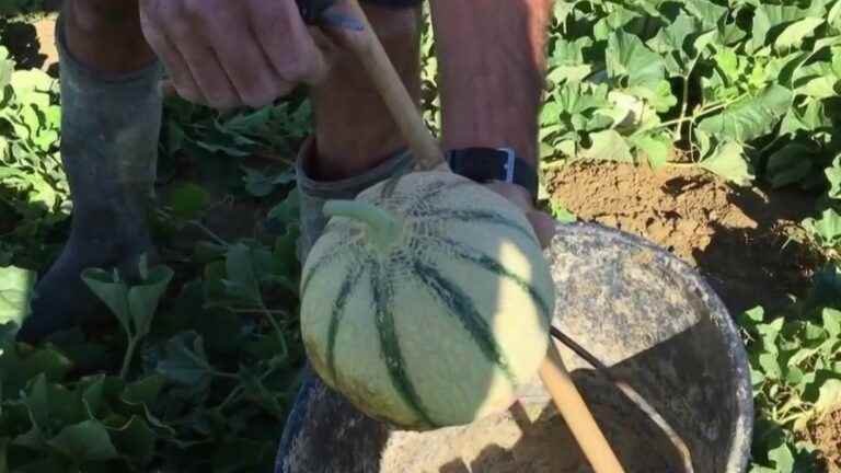 the Quercy melon harvest has started, and looks very promising