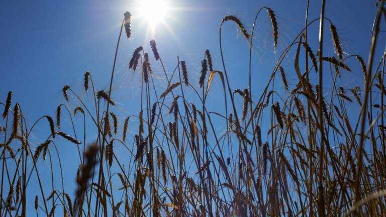 the first half of July was the driest since at least 1959