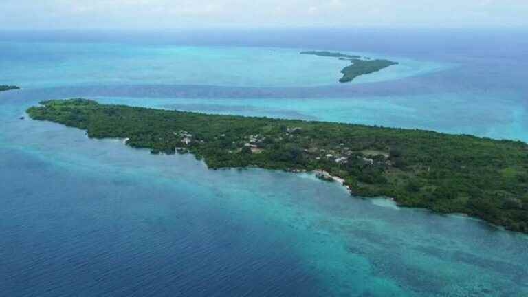 the forest of Kokota Island is reborn thanks to the work of a man