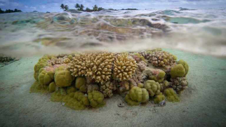 the secret of certain corals in the face of global warming