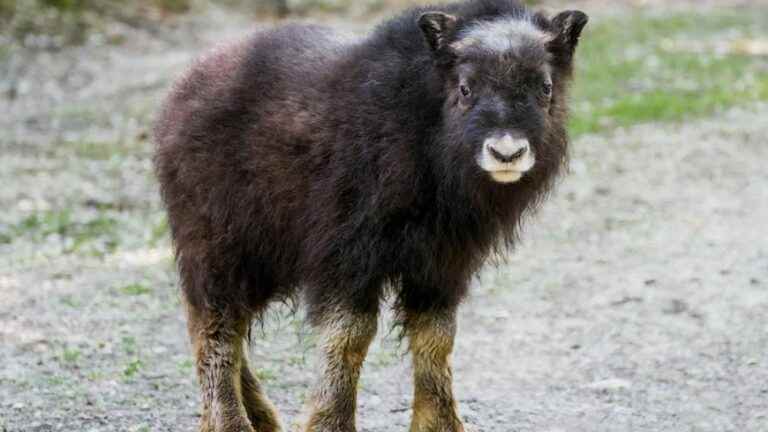 the zoo invites you to vote to choose the name of two new baby muskoxen