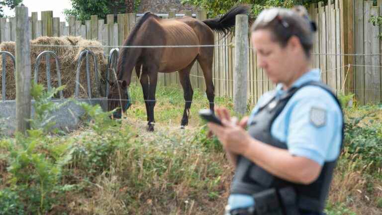 what we know about the pony accident which left 17 injured, including two children who were seriously affected