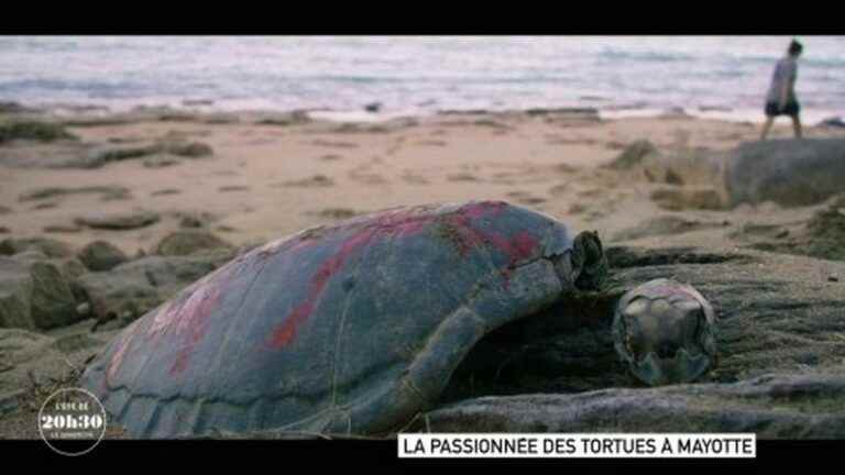 10% of turtles that come to lay eggs in Mayotte are poached for their meat sold on the island for up to 60 euros per kilo