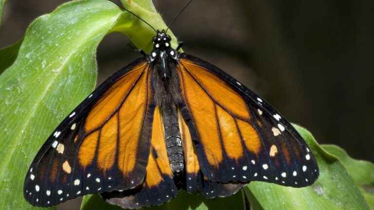 How do insects manage to locate themselves in the air over thousands of kilometres?