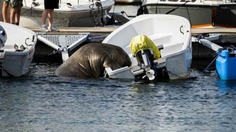 20,000 euros in donations collected to erect a statue in honor of the walrus Freya