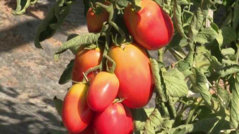 2022, a golden year for tomatoes