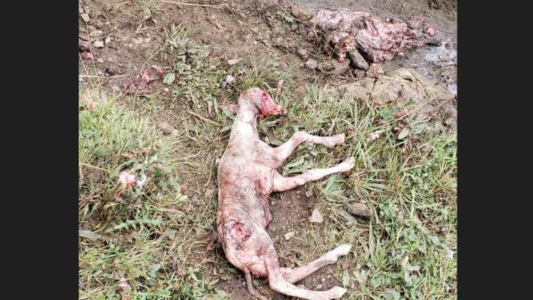 45 sheep found dead, the fault of the bear according to the Chamber of Agriculture