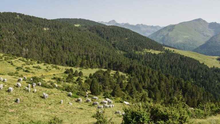 A 9-year-old child gets lost for more than two hours on the Beille plateau, in Ariège