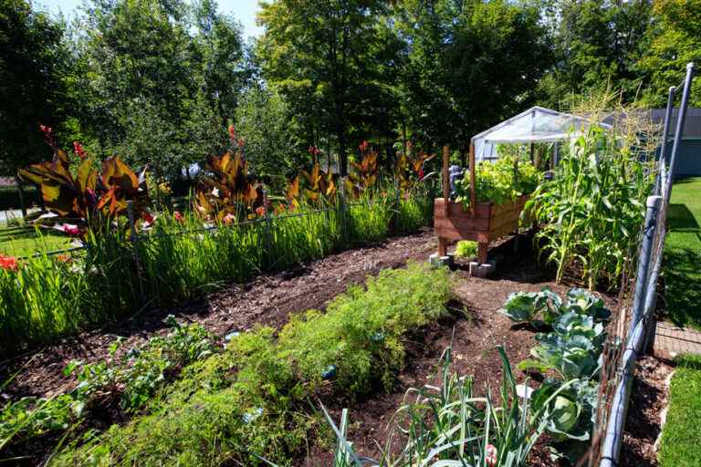 A generous vegetable garden until frost