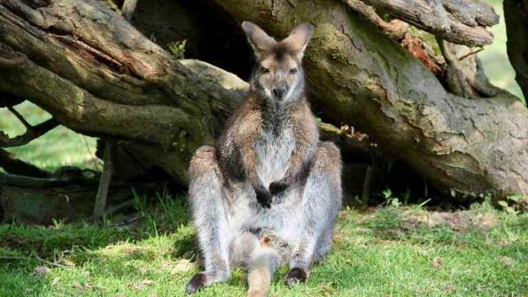 A second wallaby spotted in the forest of Mormal, two weeks after its disappearance