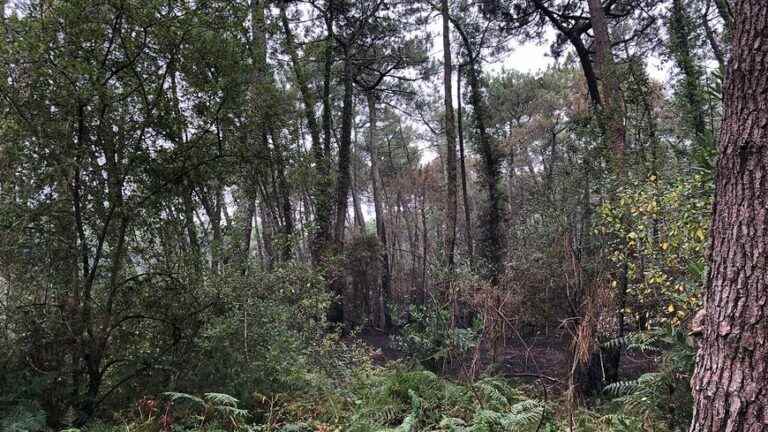 A suspected arsonist arrested in the Chiberta forest in Anglet by the national police