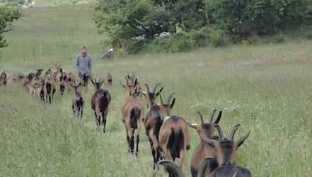 Above the Voulte in Ardèche, the farm of happiness: the farm of Tallans