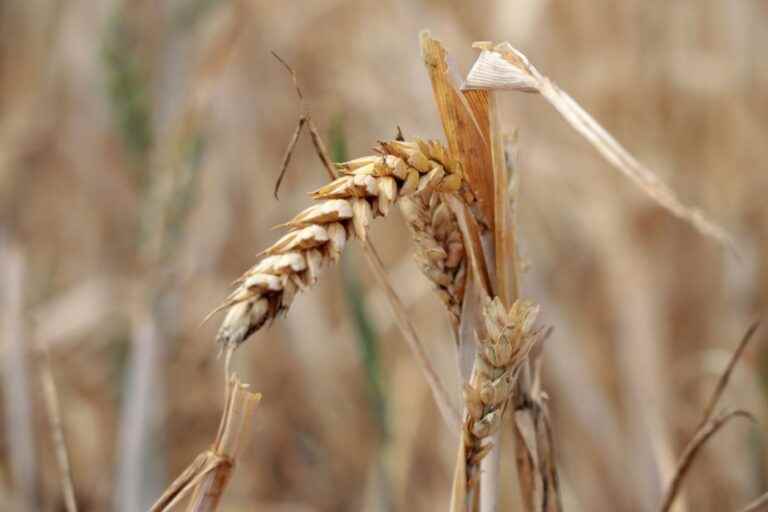 According to Washington |  Grain exports from Ukraine almost at pre-war level