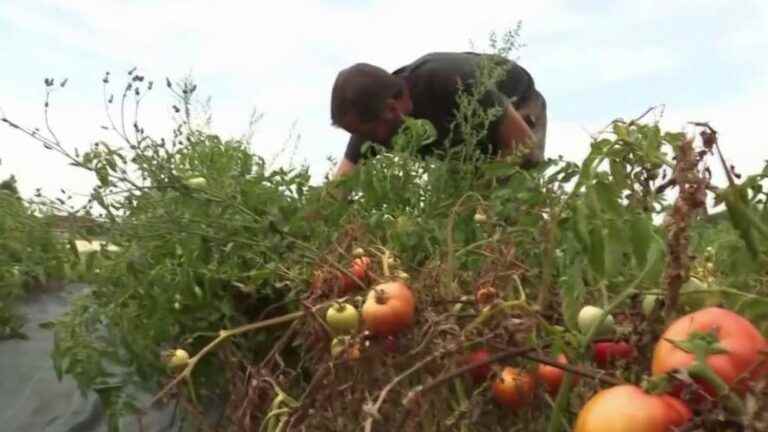 Agriculture: vegetable production down due to drought