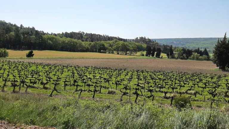 Agroforestry and biodiversity in the vineyards, the choices of Domaine Rozel in Drôme Provençale