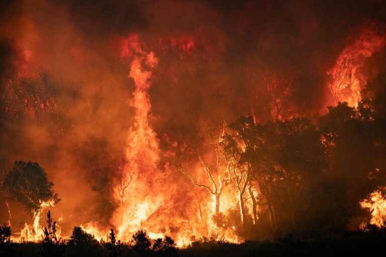 Algeria |  Several forest fires kill 26 people