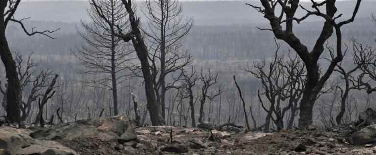 Algeria: more than 10,000 hectares of a UNESCO-listed park gone up in smoke