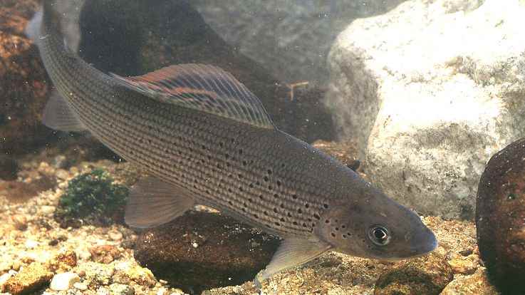 Anger of the president of the Approved Association Fishing and Protection of the Aquatic Environment of Isle-sur-la Sorgue