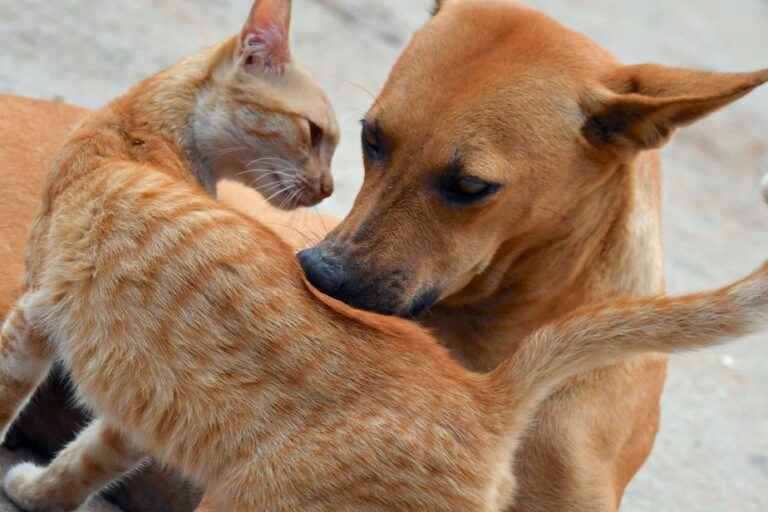 Animal welfare |  A new certification to regulate the breeding of cats and dogs