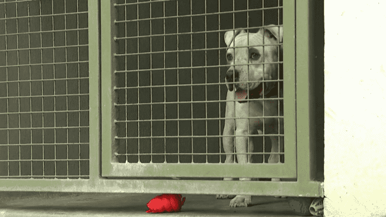 Animals: SPA shelters face an increase in abandonments