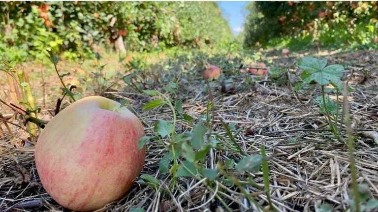 Apple harvest in the Hérault: fruits too small and rotten due to the heat