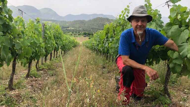 At the Domaine de Maupas, in Châtillon-en-Diois, grass in the vines to limit soil erosion