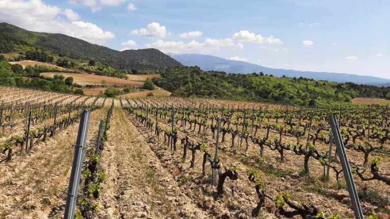 At the Giniès estate, vines with a view of Mont Ventoux