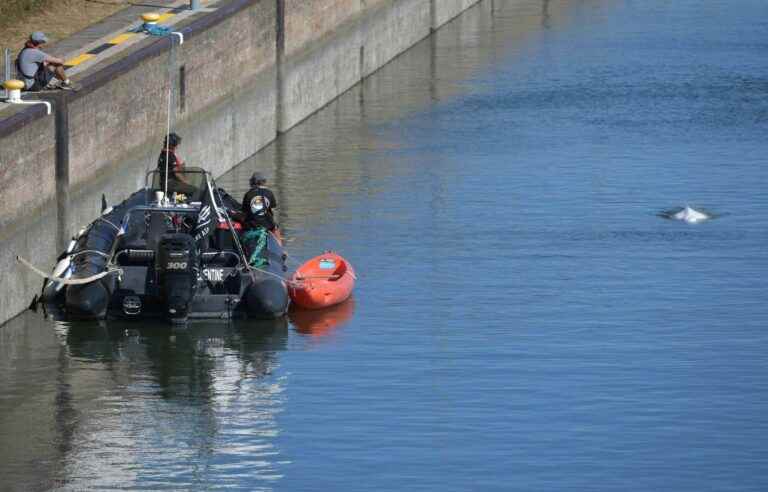 Attempt to rescue the beluga lost in the Seine