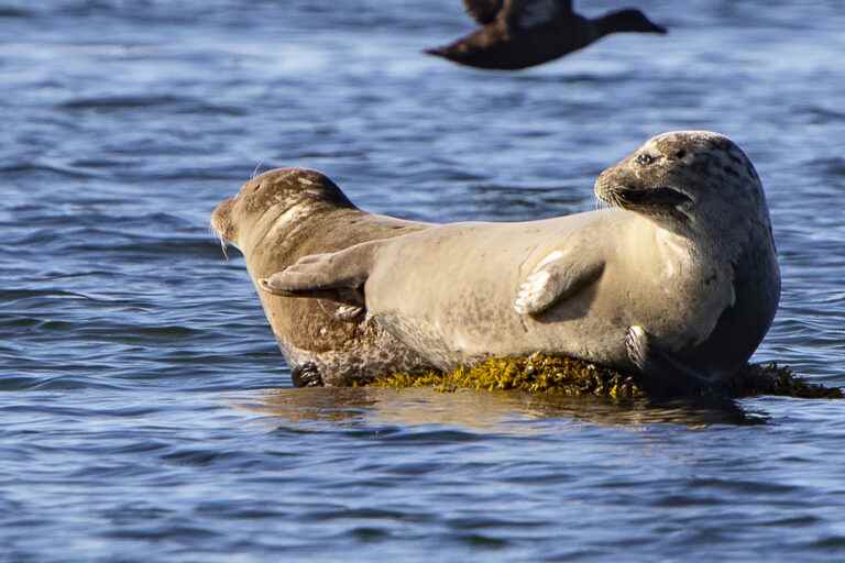 Avian flu |  Dead seals in Quebec may have been affected