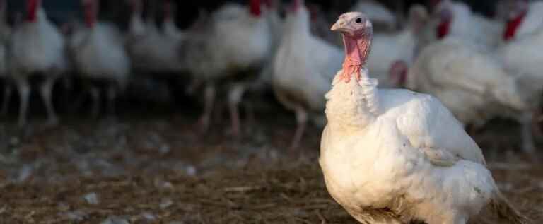 Avian flu: an uncertain recovery for the industry