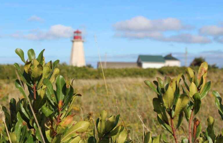 Bayberry to fight against erosion in the Îles de la Madeleine