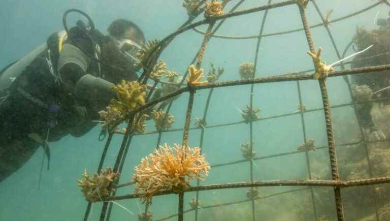 Beauval Nature participates in a coral conservation and reproduction program in Indonesia