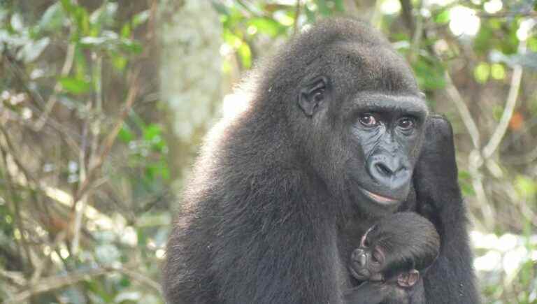 Beauval pays employees in Congo for the safeguard of Gorillas