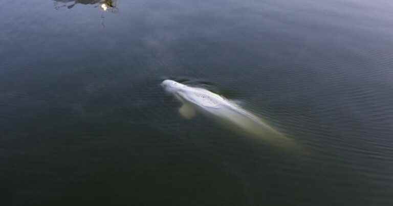 Beluga in the Seine: impressive images of its evacuation unveiled