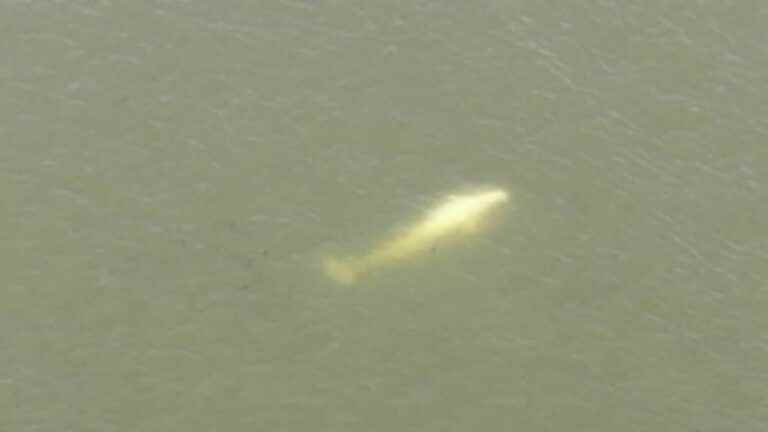 Beluga in the Seine: the animal, particularly emaciated, found about 70 km from Paris