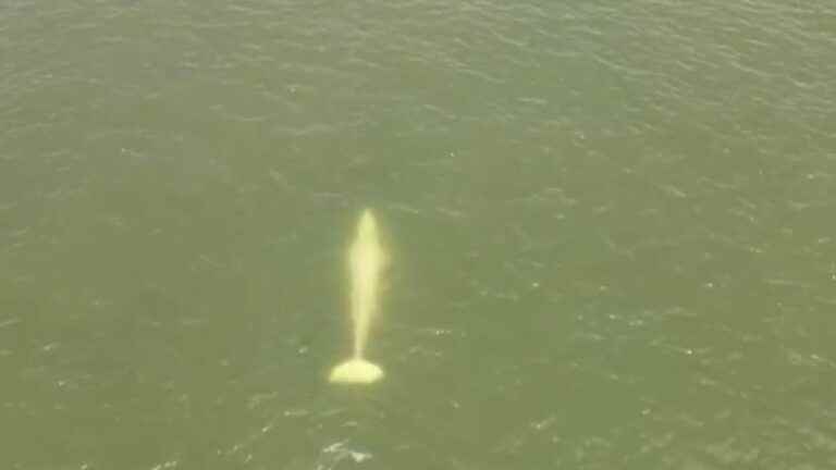 Beluga in the Seine: the state of the cetacean is of concern