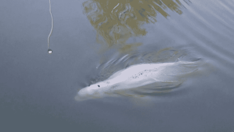 Beluga lost in the Seine: the cetacean had to be euthanized during its transfer