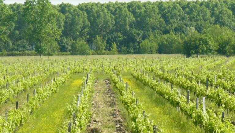 Between Gironde and Dordogne with the Chateau la Vieille Chapelle!