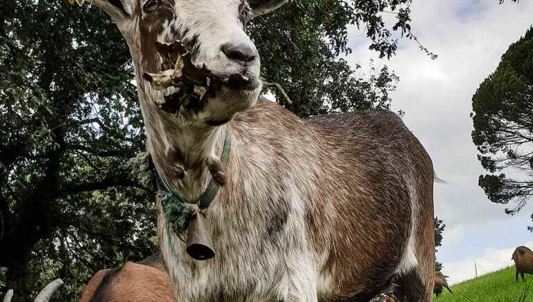 Bugnein: Emu Goat Farm