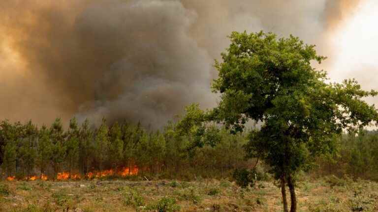 CO2 emissions linked to forest fires in France broke their summer record in 2022