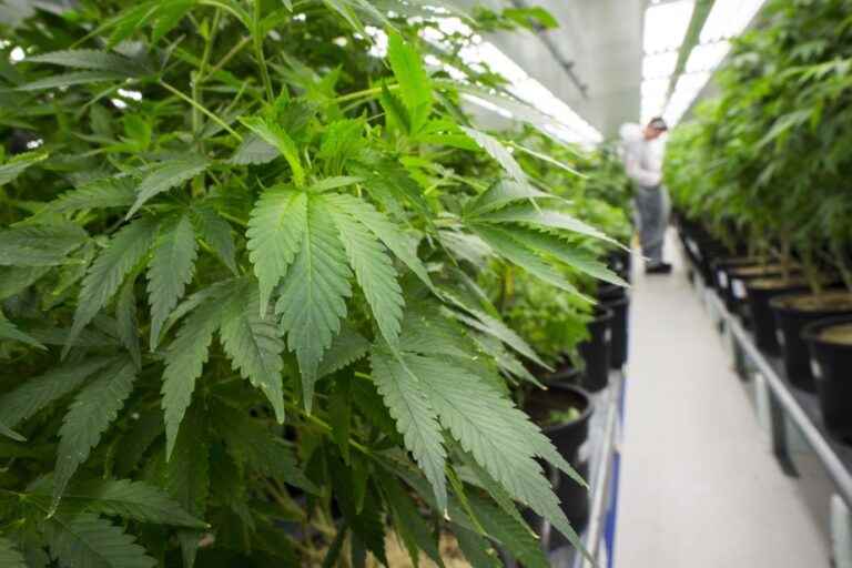 Cannabis company Tilray signs distribution deal with Southern Glazer’s