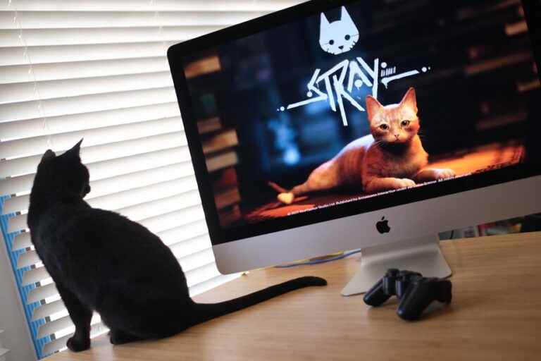 Cats love the Stray video game