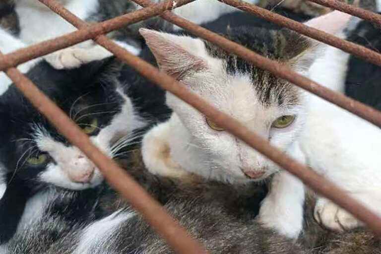 China: 150 cats rescued from pot by police