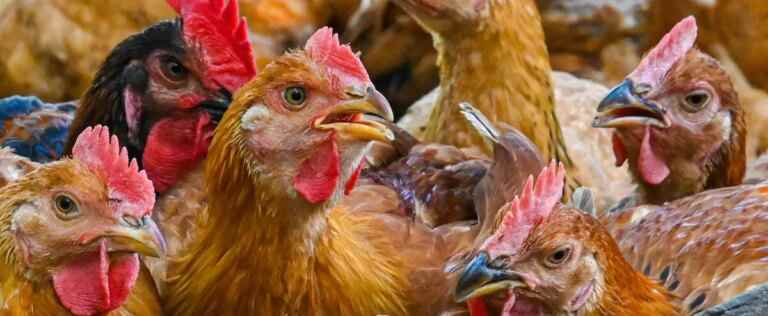 China: exhausted by the heat wave… the hens lay less